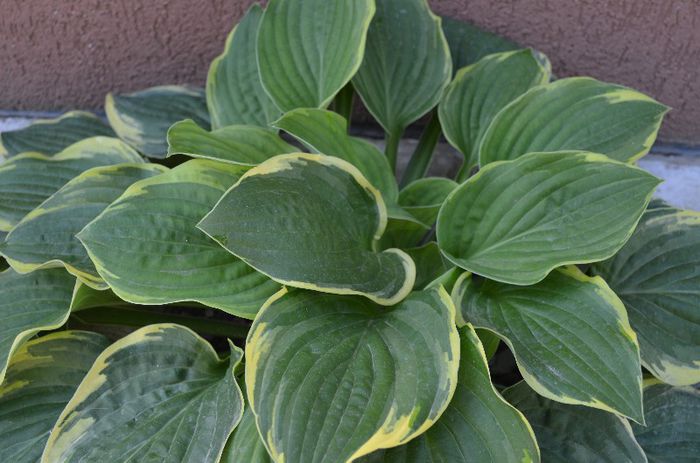 DSC_1257 - 1HOSTA 2013