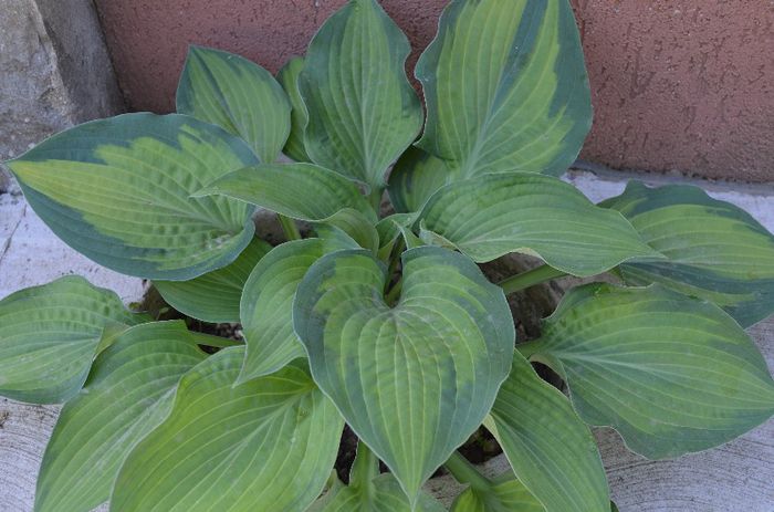 DSC_1258 - 1HOSTA 2013