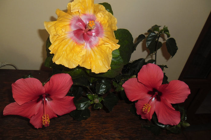 flori grup - Hibiscus 2013 -1