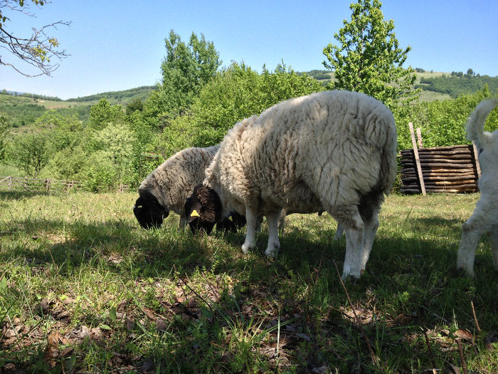 Vandut la Tiby Seini - Berbeci dorper de vanzare