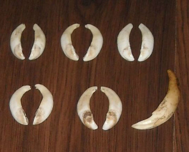 Colti de scrofita la 15 euro perechea