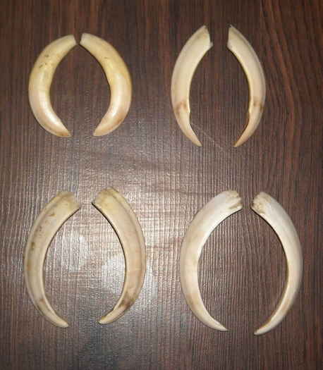 Colti de scrofita_3 - CREEPY STUFF