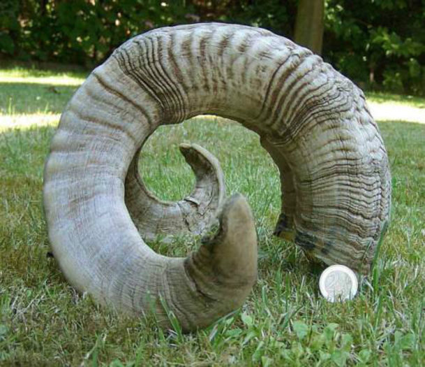 Pereche de coarne de 75 de cm_ 250 de lei