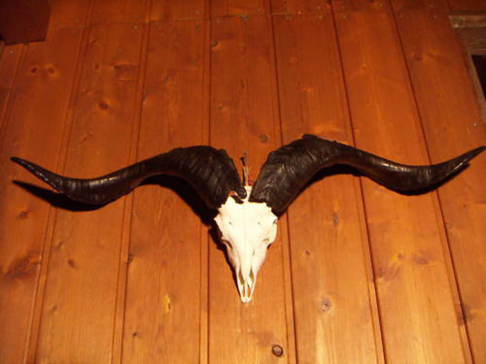 Tap enorm_100 de euro