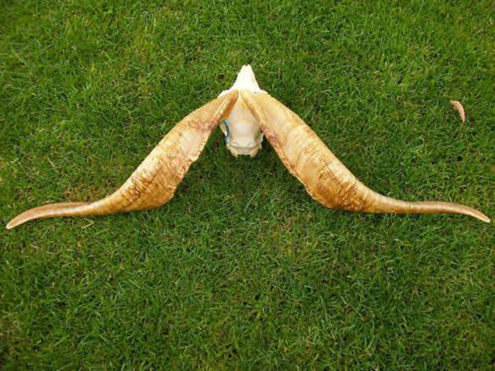 Tap2_coarne de 50 de cm