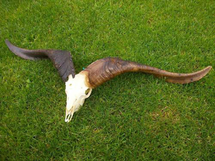 Tap3_ coarne de 55 de cm