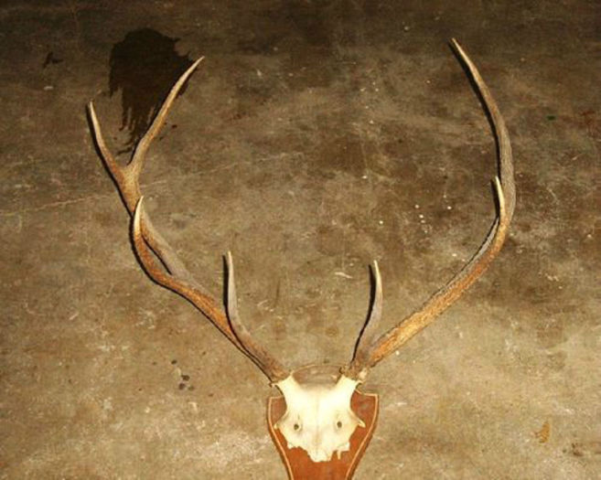 Cerb cu coarne frumoase_1 = 725 de lei