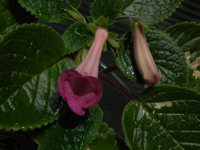  - MG s sinningia hybrids