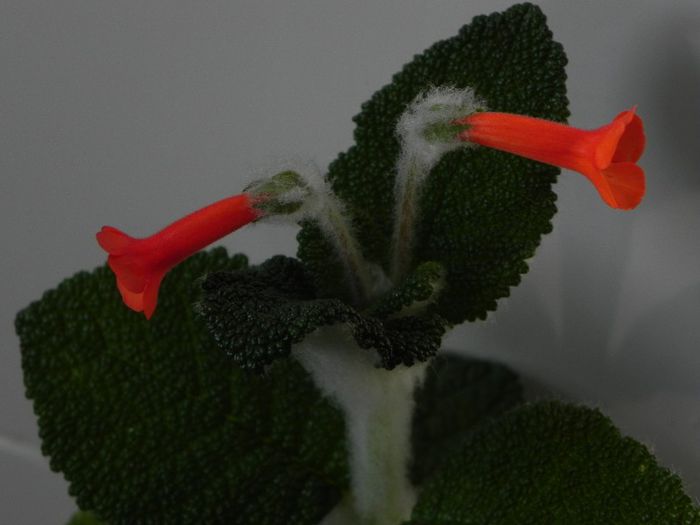 Sinningia Bullata - Sinningia