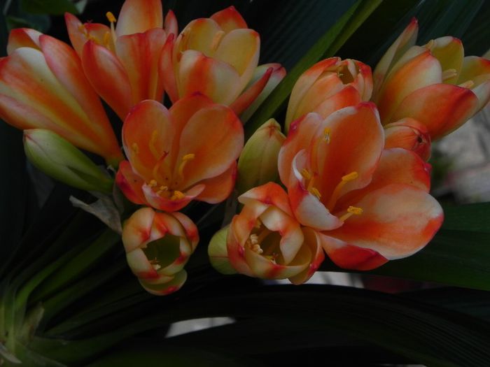 white Lips - CLIVIA