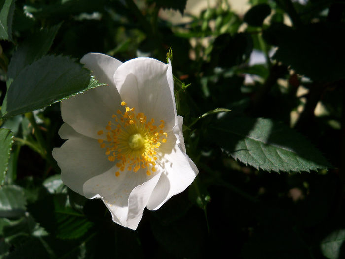 101_8681 - ROSA CANINA