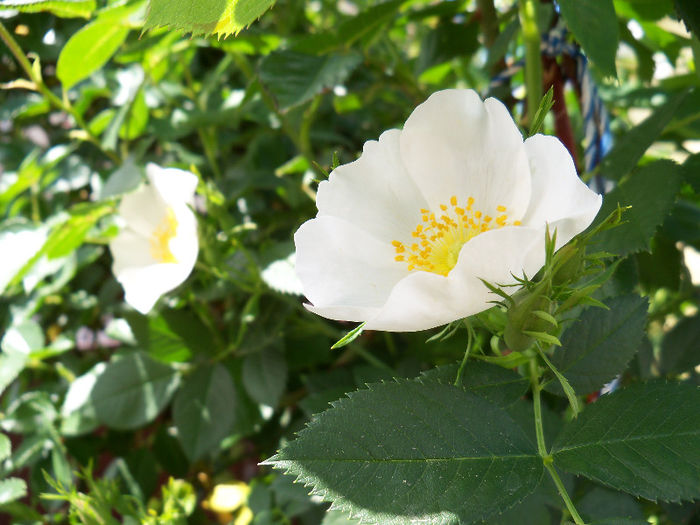 101_8683 - ROSA CANINA