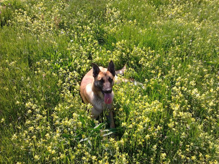 2013-05-17 15.58.56 - femela malinois Layca