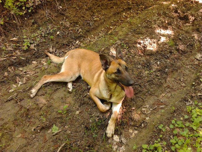 2013-05-17 16.09.21 - femela malinois Layca