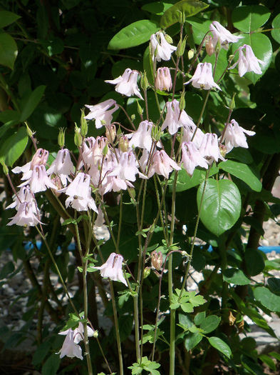 18.05.2013 - AQUILEGIA 2013