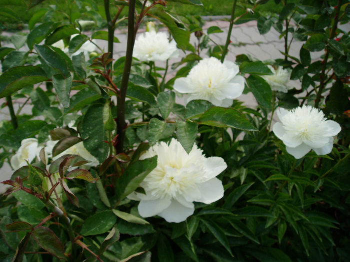 P1010182