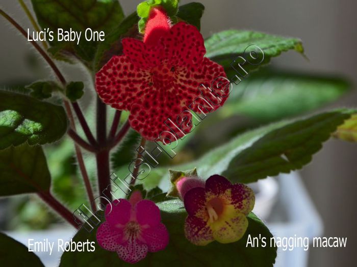 Kohleria -  dimensiune flori - KOHLERIA IV - Hibrizii mei - My hybrids