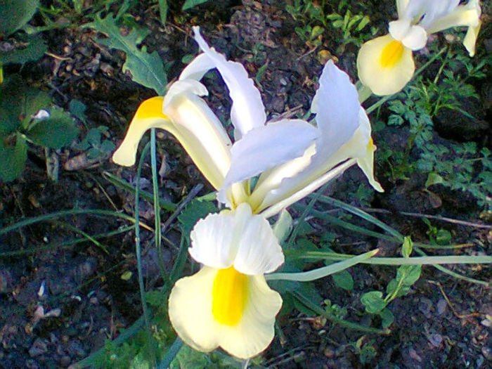 Fotogr.1259