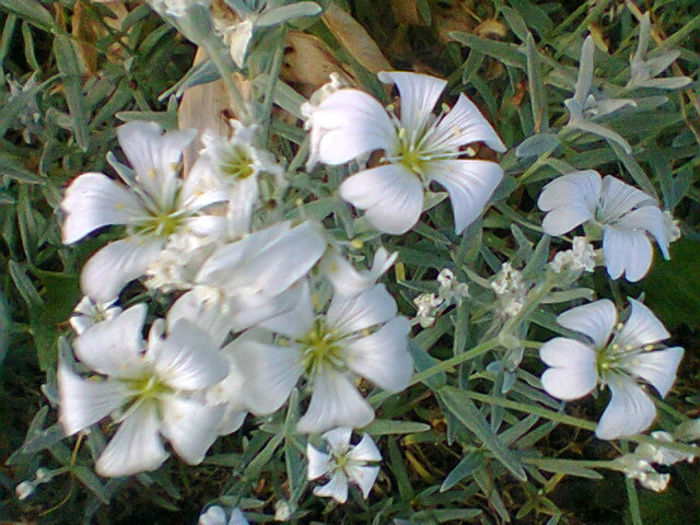 floarea miresii.