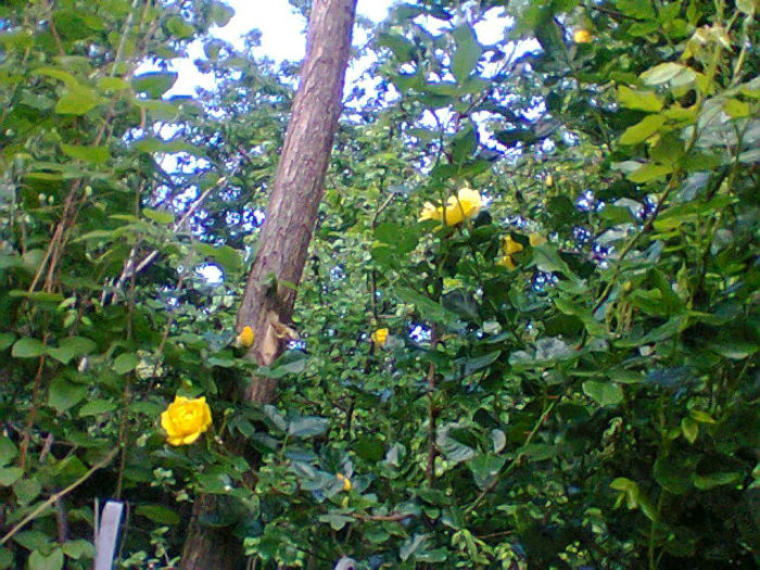 Fotogr.1267