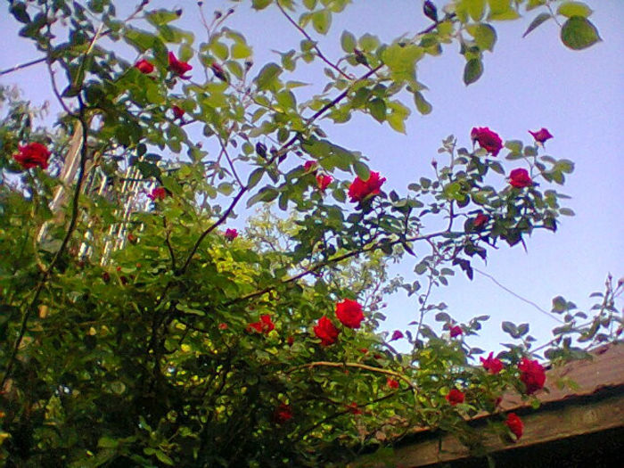 trandafir urcator rosu