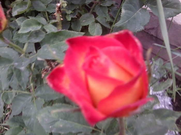 bossanova -teahibrid