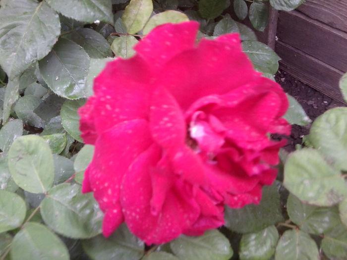 Fotografie1757 - roze 2013