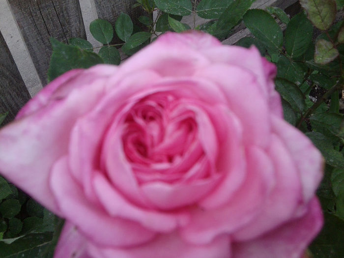 Fotografie1762 - roze 2013