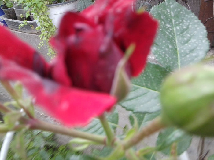 Fotografie1764 - roze 2013
