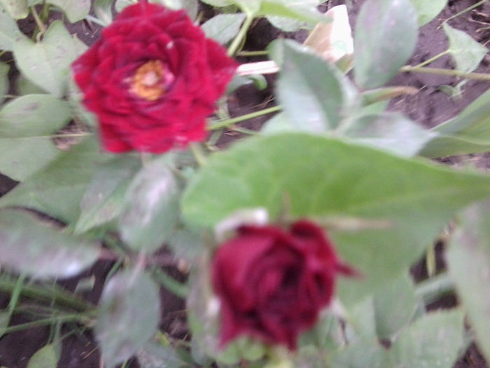 fayri rosu - roze 2013