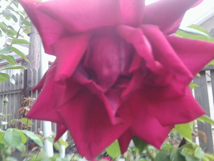 kormun -catarator - roze 2013