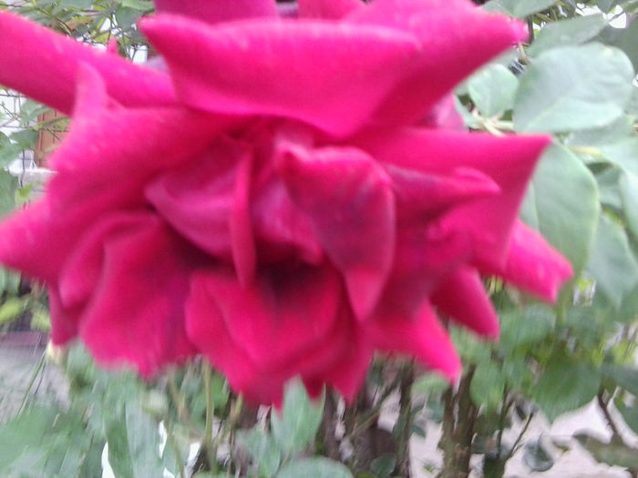Fotografie1770 - roze 2013