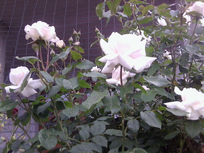 Fotografie1775 - roze 2013