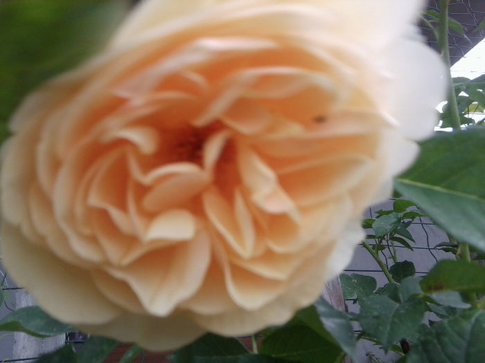 Fotografie1783 - roze 2013