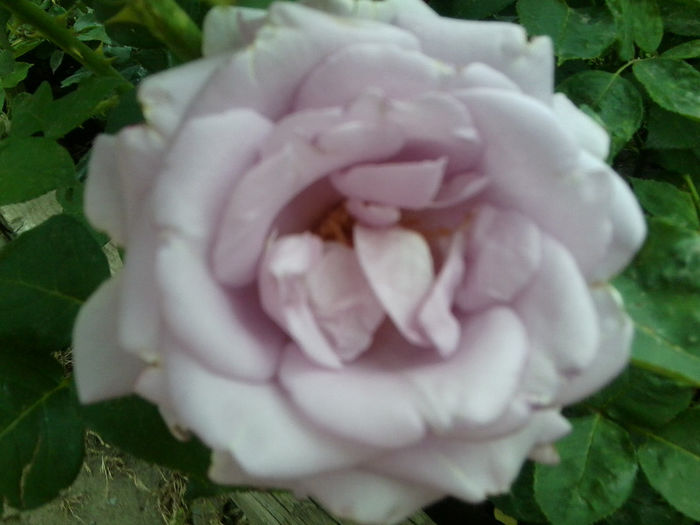 Fotografie1786 - roze 2013