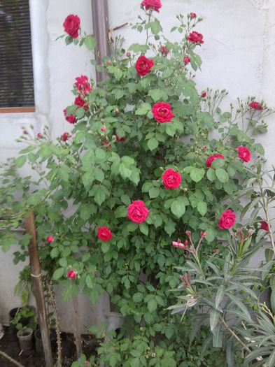 kletter star-catarator - roze 2013