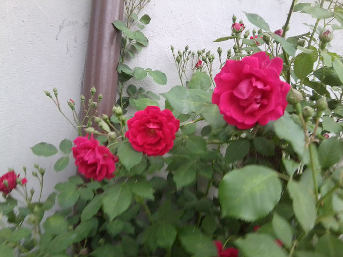 Fotografie1788 - roze 2013