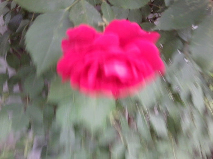 Fotografie1790 - roze 2013