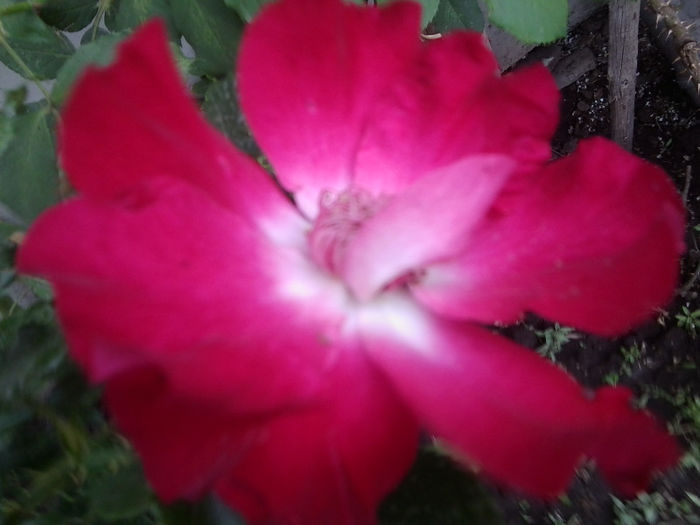Fotografie1792 - roze 2013