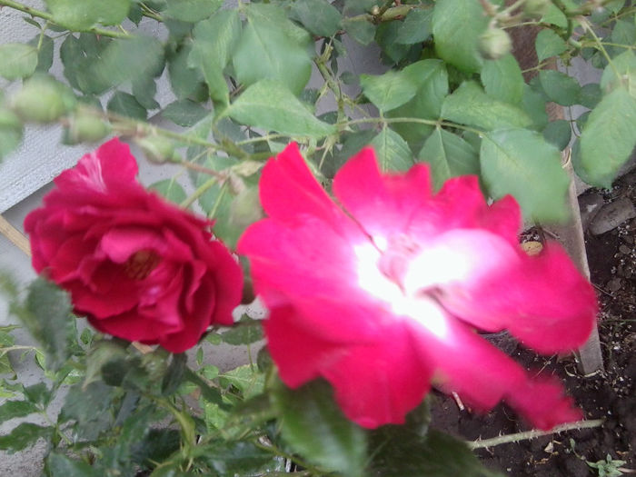 Fotografie1794 - roze 2013