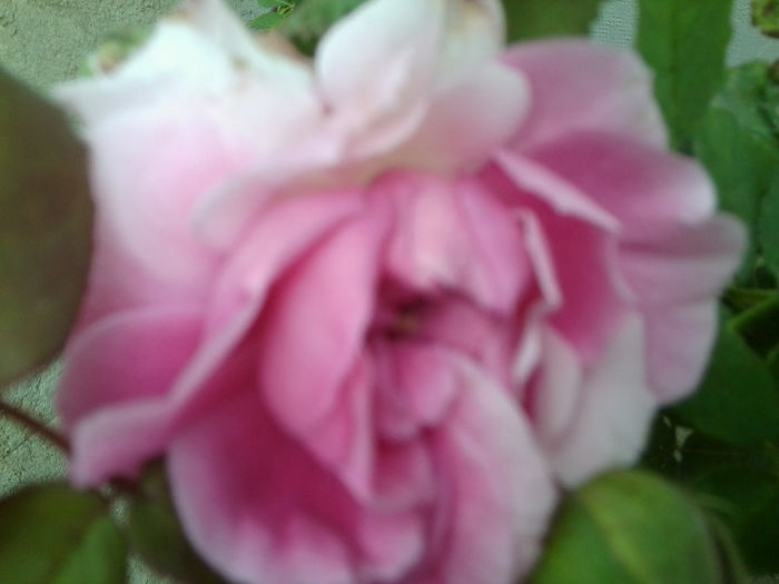Fotografie1795 - roze 2013