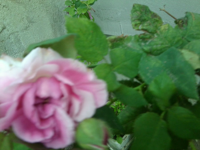 sashenghruss- - roze 2013