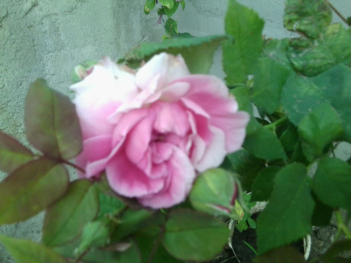 Fotografie1797 - roze 2013