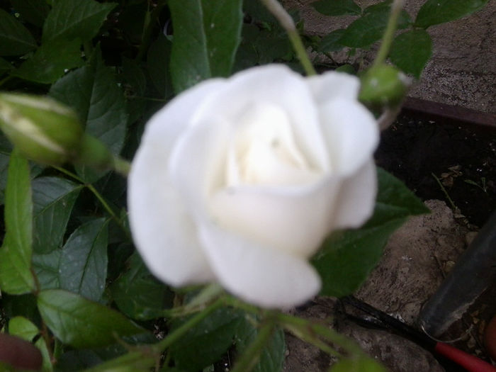 snow white -catarator - roze 2013