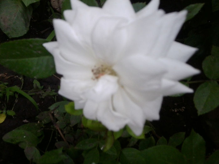 schnewitchen-floribunda - roze 2013