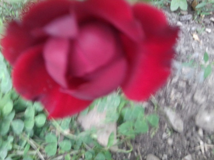 no namme-floribunda - roze 2013