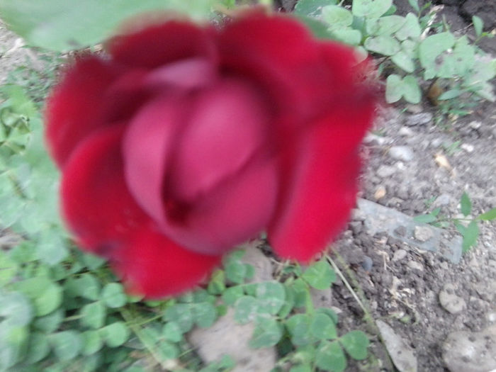 Fotografie1806 - roze 2013