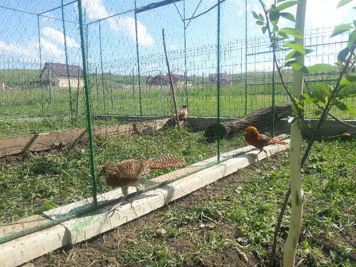 2013-05-18 16.39.58; femela
