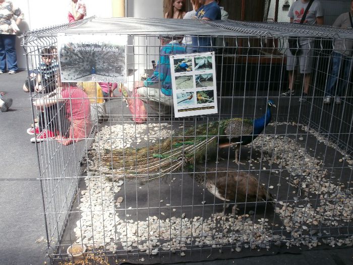 P5180061 - S- ZOO PET FAIR 2013