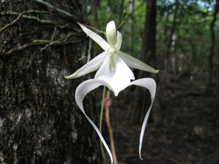 Orhideea fantoma (Epipogium aphyllum)